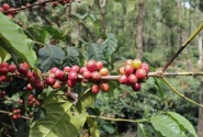 Coffee Coffee